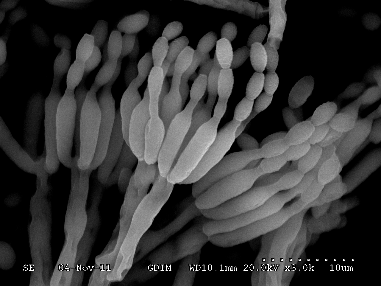 菌种安全性评价
